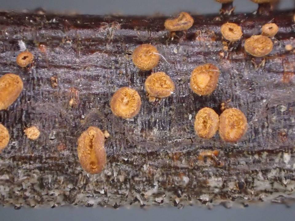 Neodasyscypha cerina image