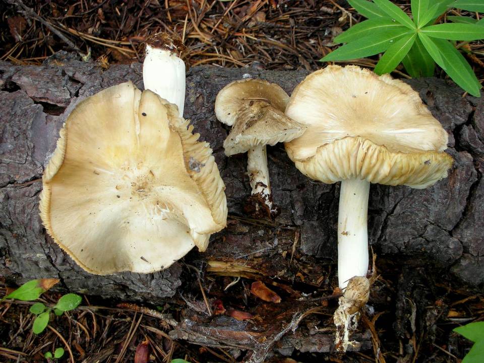 Megacollybia fallax image