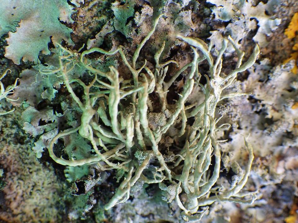 Roccella phycopsis image