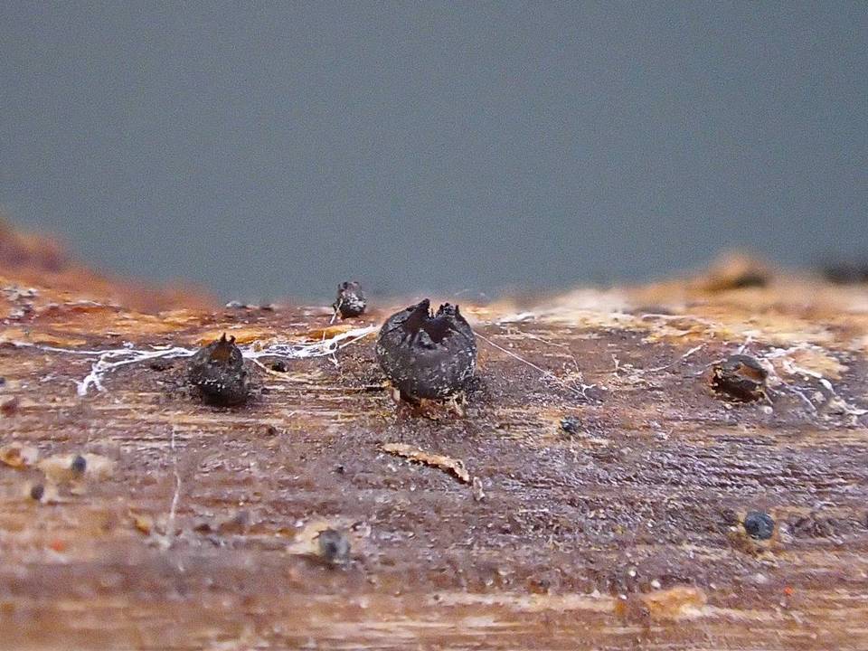 Heteropatella bonordenii image
