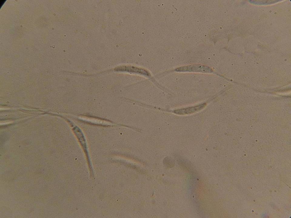 Heteropatella bonordenii image