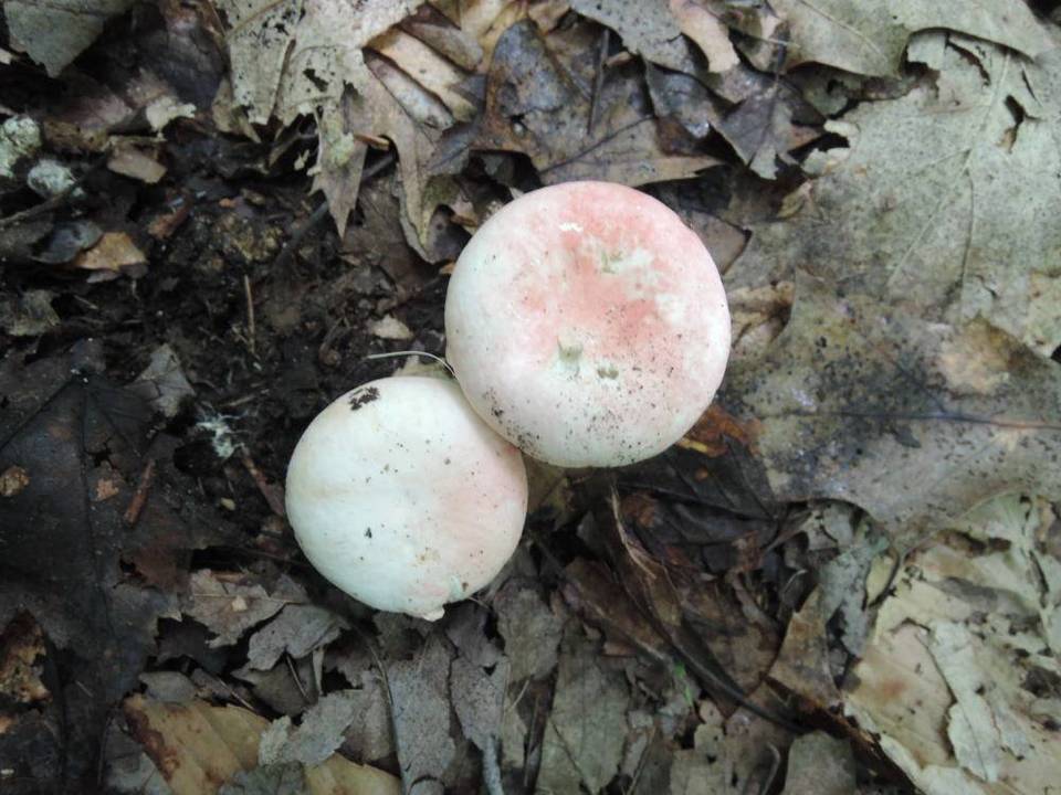 Russula aurora image