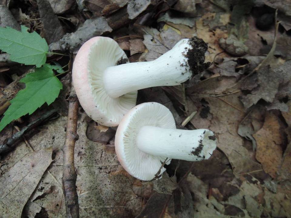 Russula aurora image