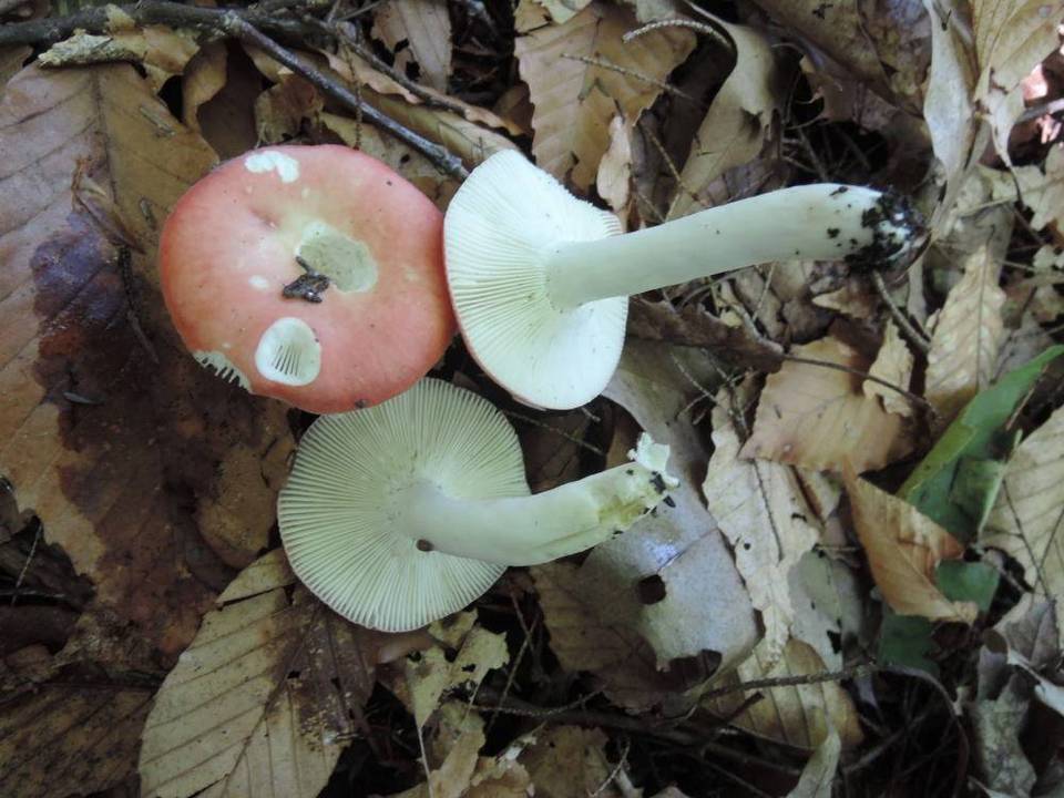 Russula nobilis image