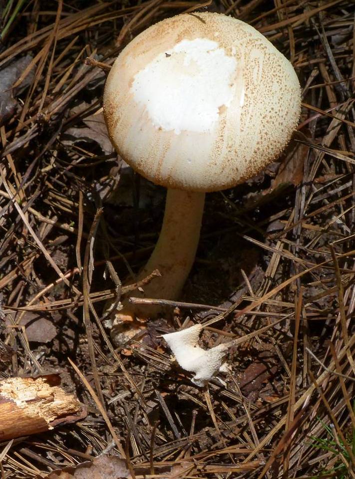 Amanita roseitincta image