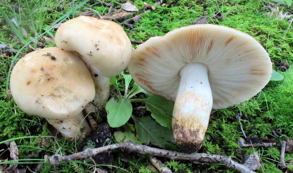Russula grata image