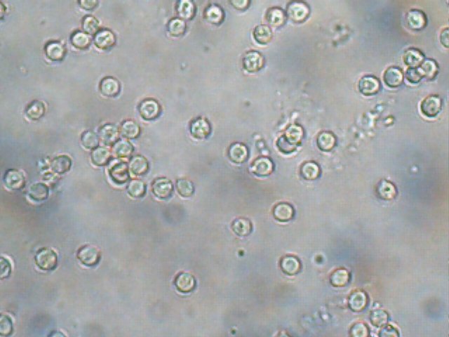 Sclerogaster compactus image