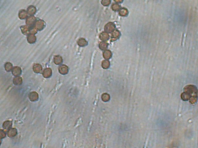 Schenella pityophila image