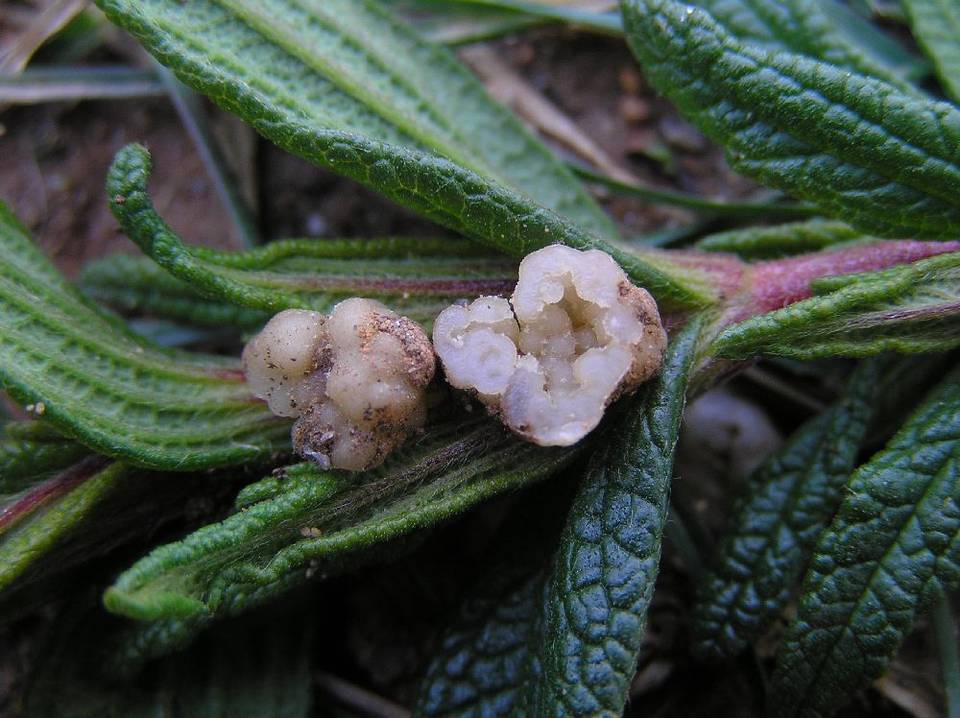 Genabea cerebriformis image