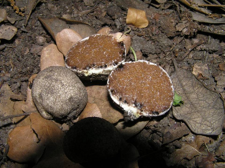 Octavianina image