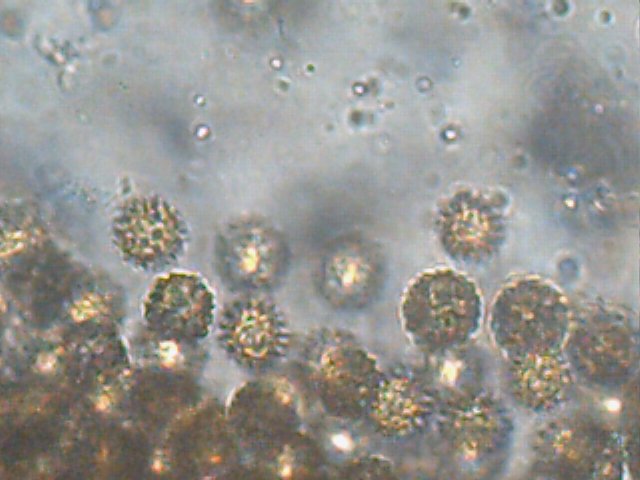 Octavianina image