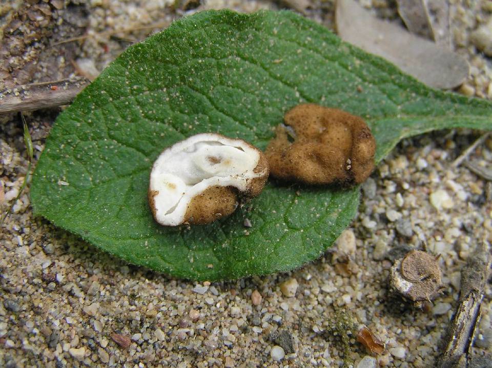 Hydnocystis clausa image