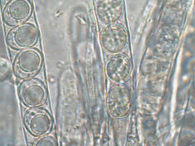 Hydnocystis image