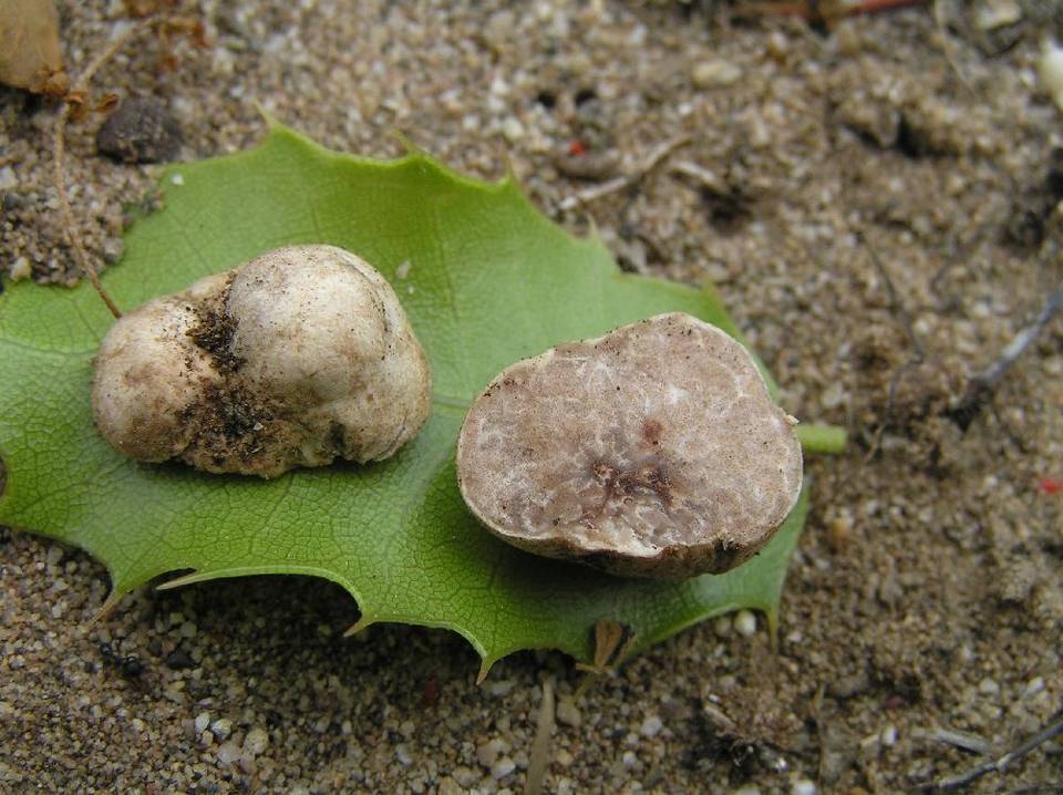 Tuber oligospermum image