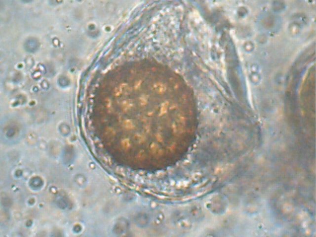 Tuber oligospermum image