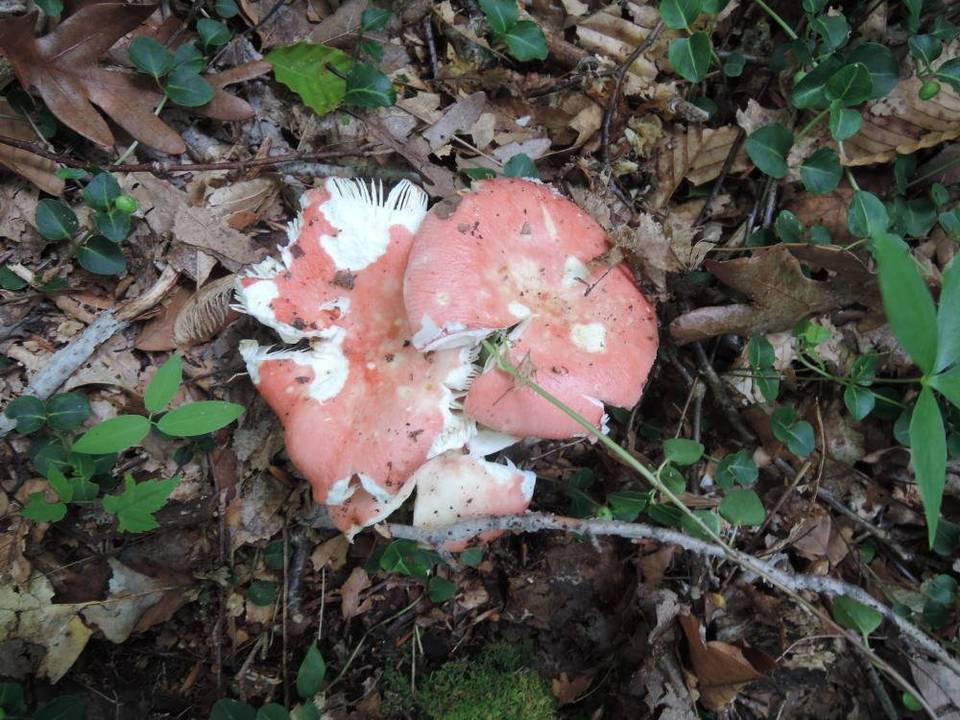 Russula aurora image