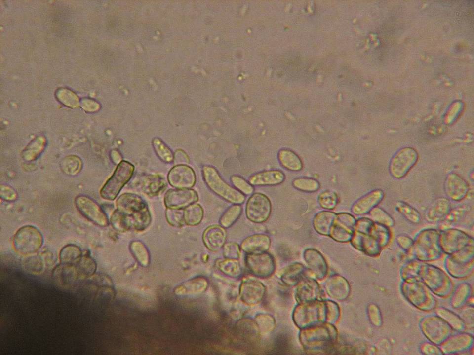 Dothiora dothideoides image