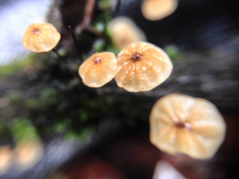 Marasmius exustoides image