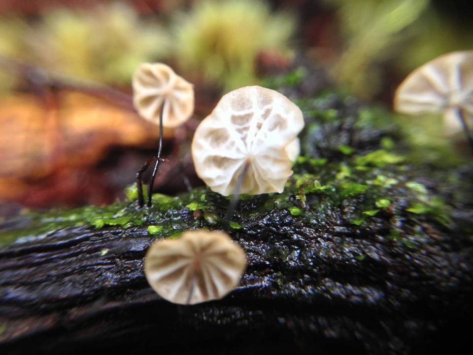 Marasmius exustoides image