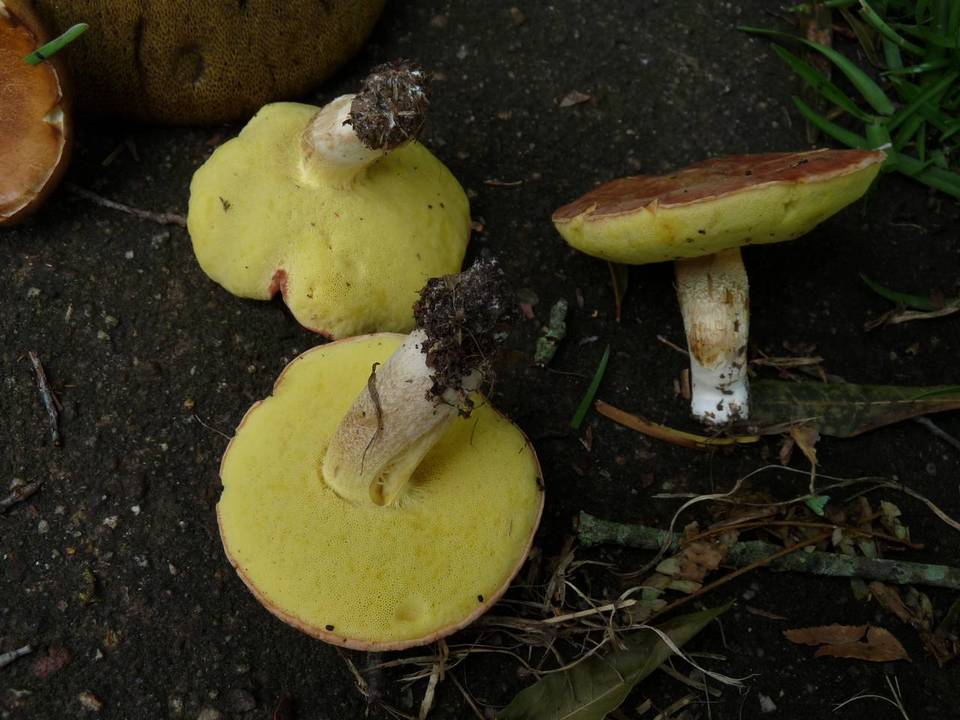 Leccinum subglabripes image