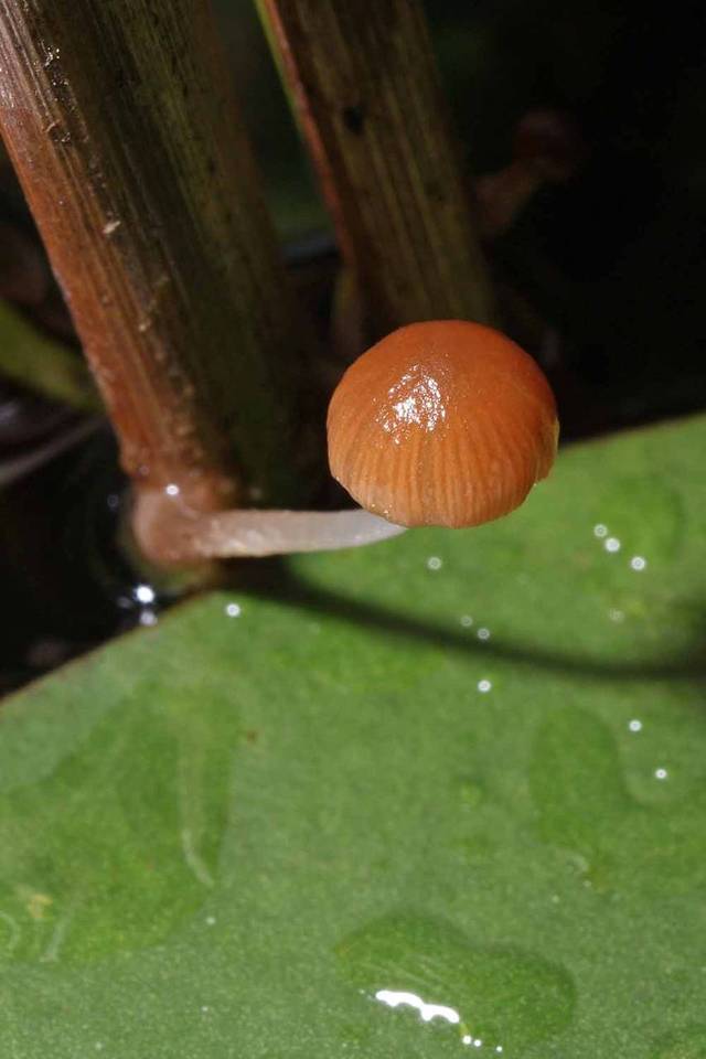 Psathyrella typhae image
