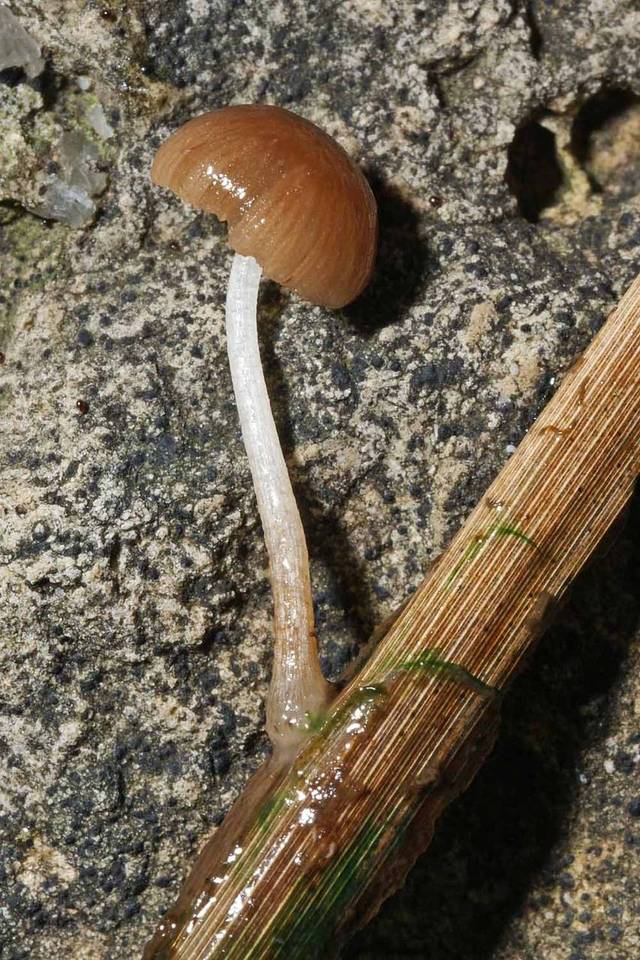 Psathyrella typhae image
