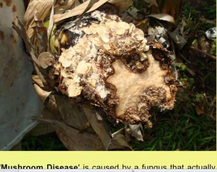 Marasmiellus inoderma image