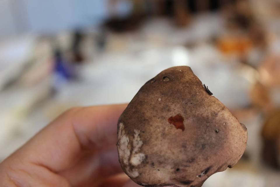 Tylopilus nebulosus image