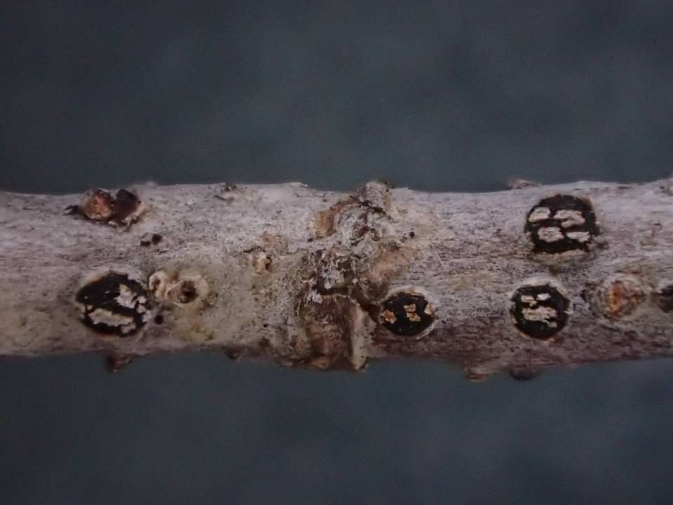 Pseudophacidium ledi image