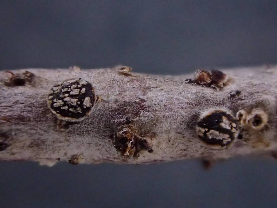 Pseudophacidium ledi image