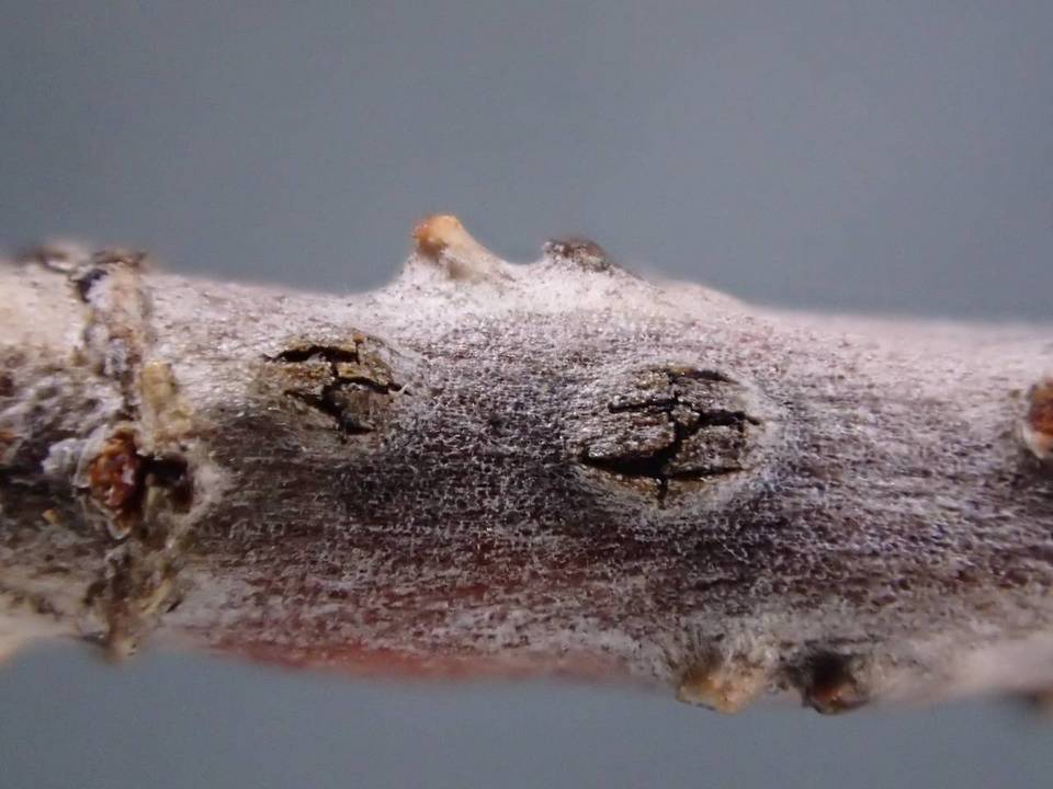 Pseudophacidium ledi image