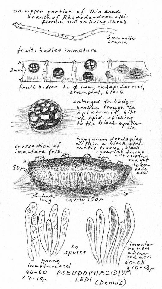 Pseudophacidium ledi image