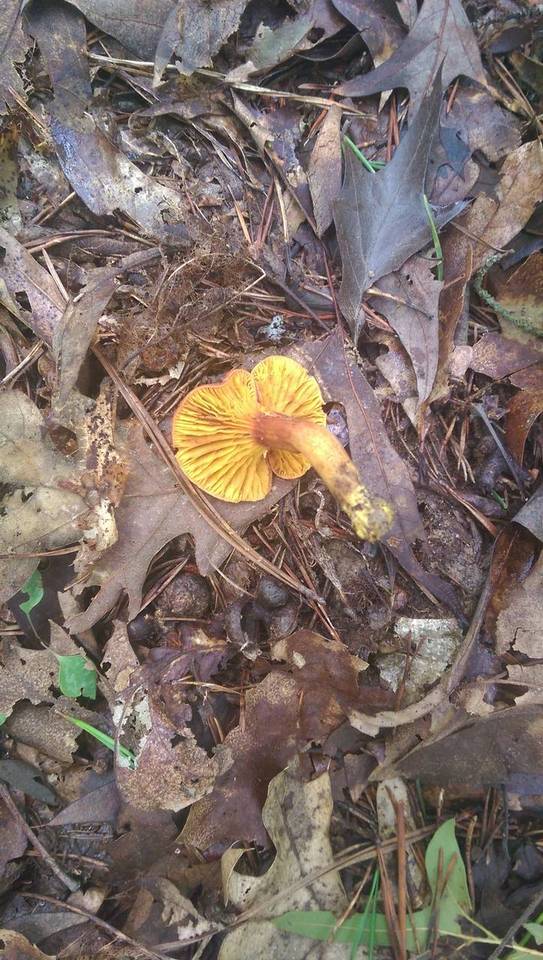 Phylloporus rhodoxanthus subsp. americanus image