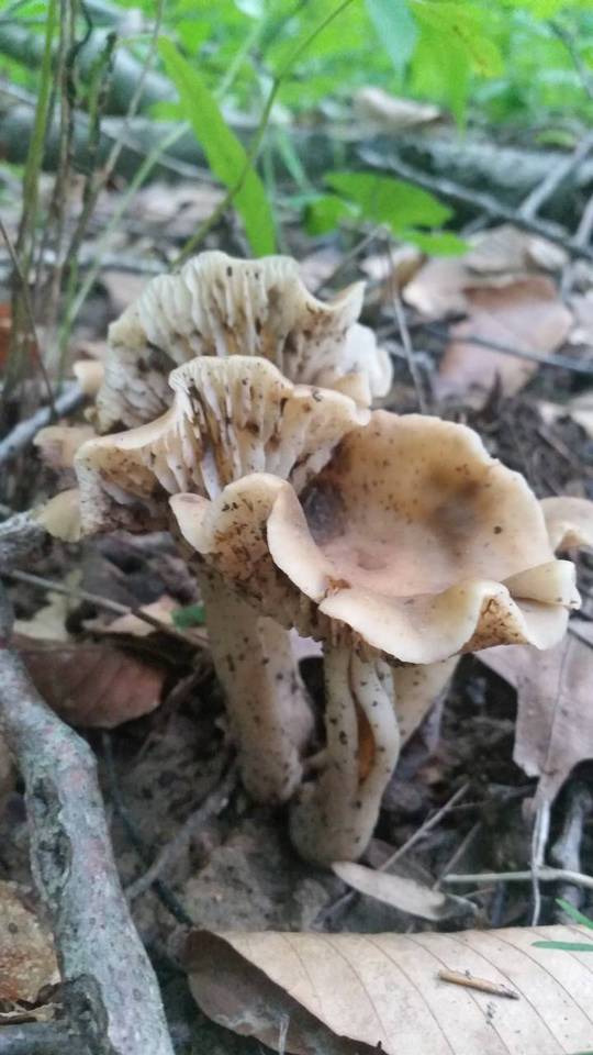 Neohygrocybe ingrata image