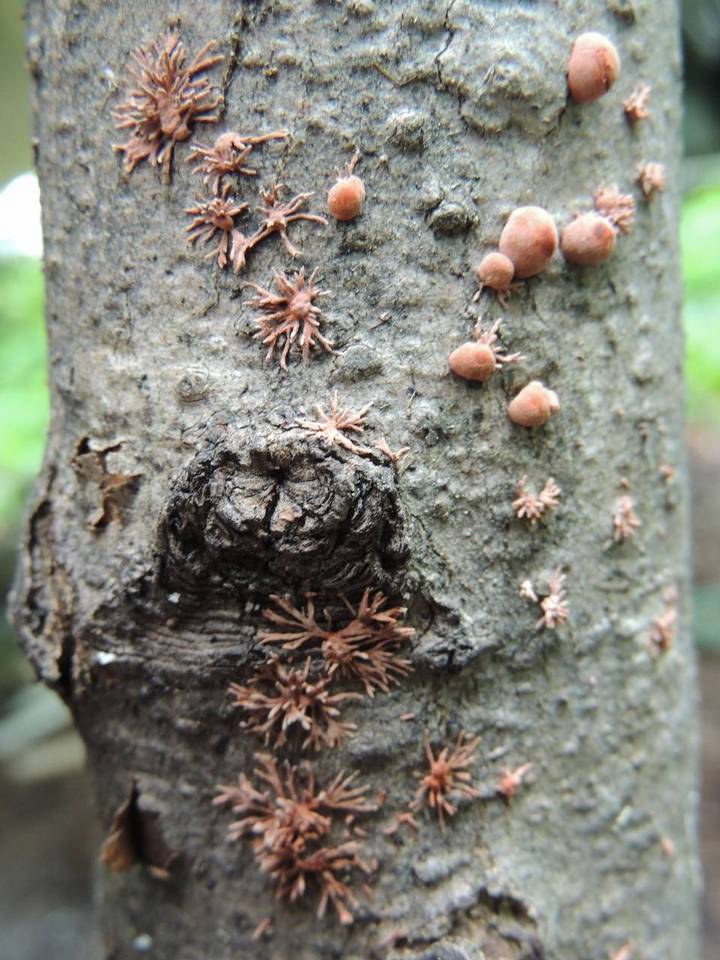 Isaria umbrina image