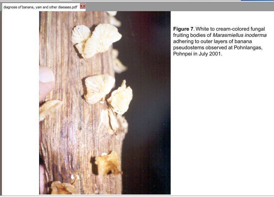 Marasmiellus inoderma image