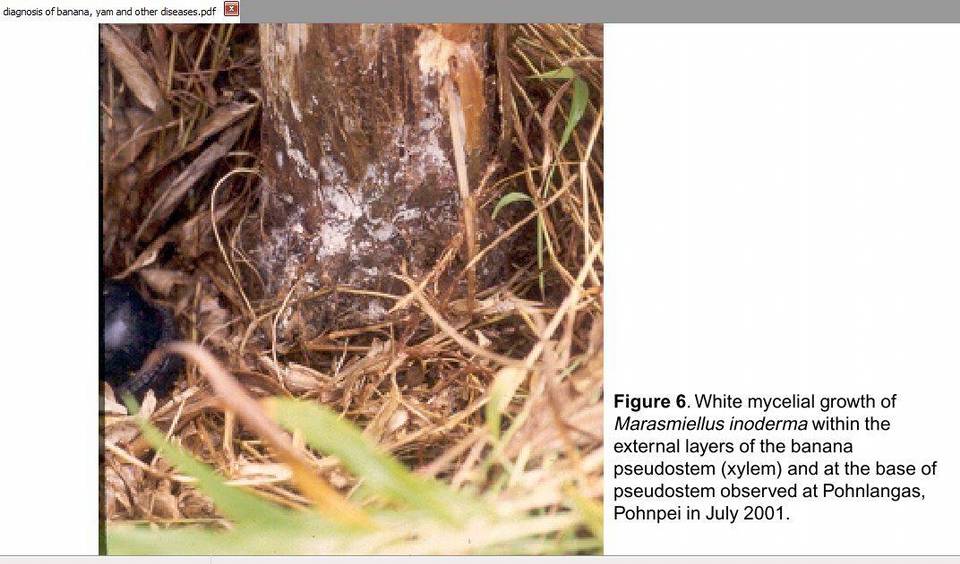 Marasmiellus inoderma image