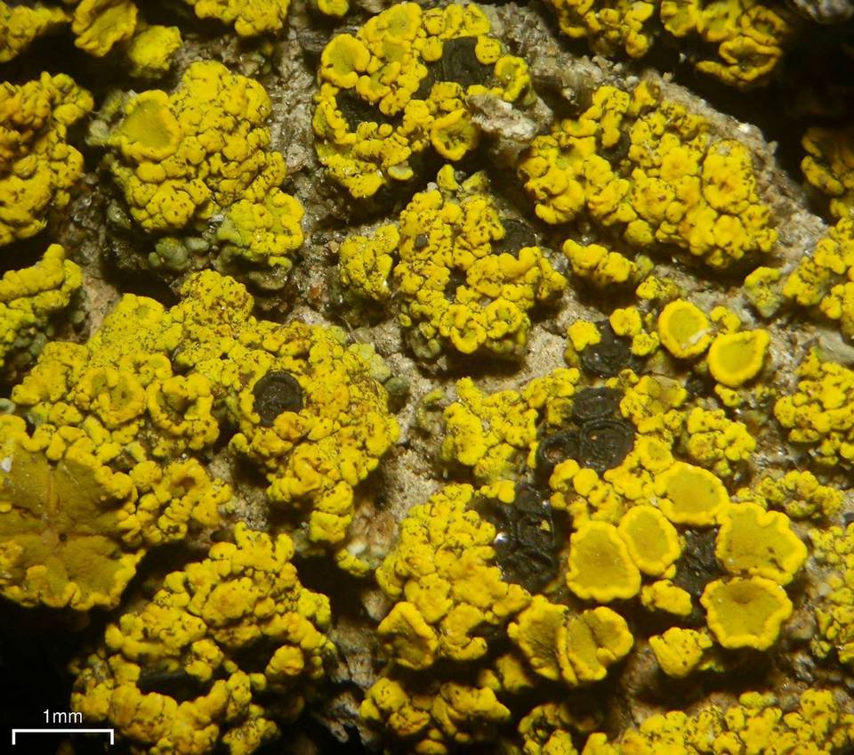 Polysporina lapponica image
