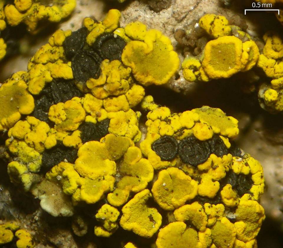 Polysporina lapponica image