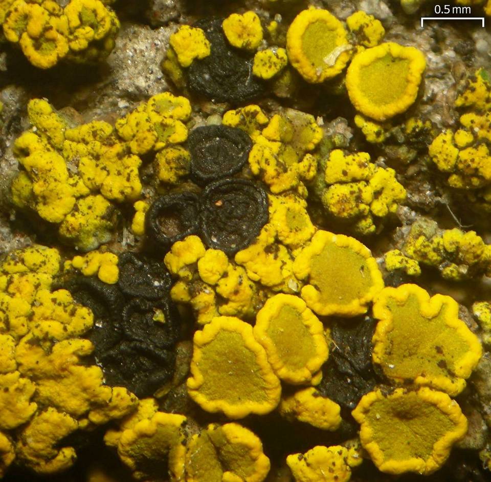 Polysporina lapponica image