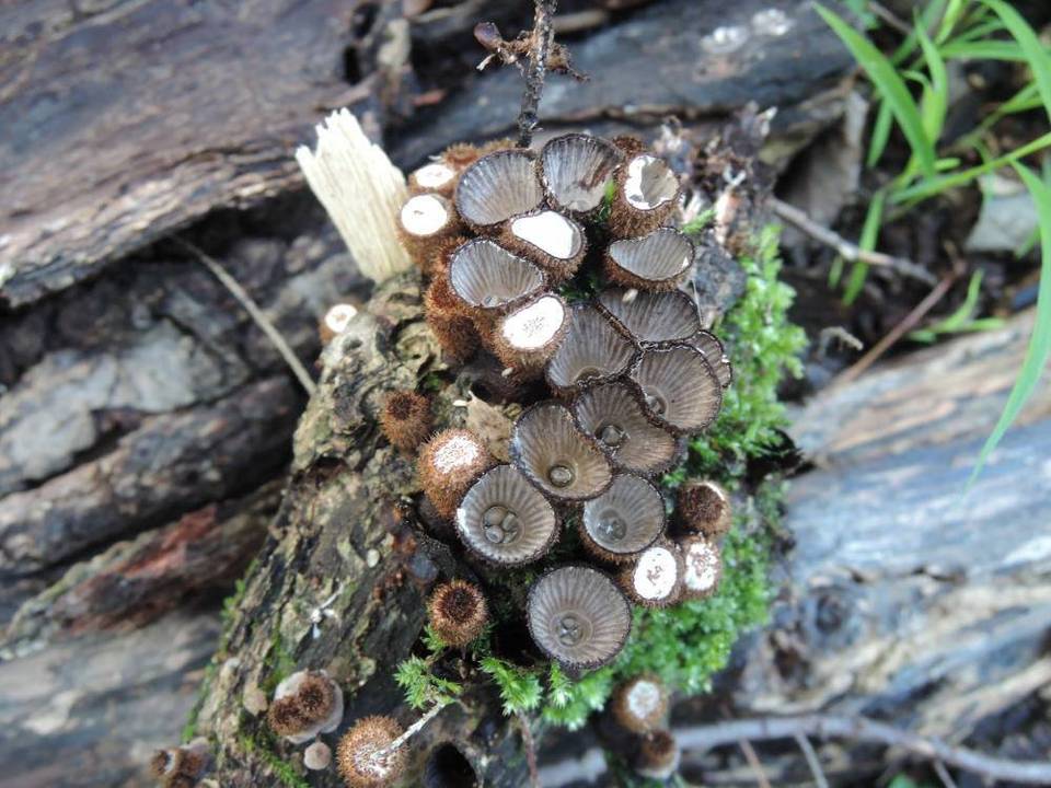 Cyathus helenae image