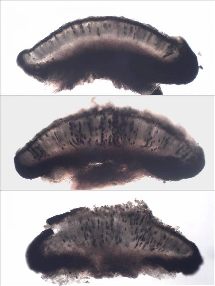 Buellia disciformis image