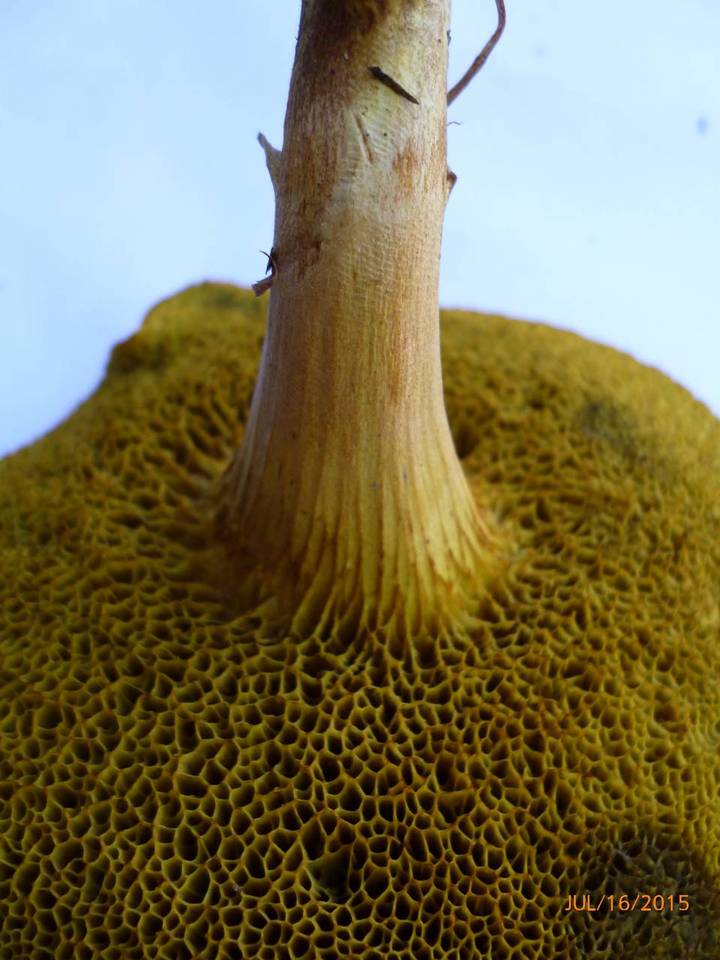 Boletus subfraternus image
