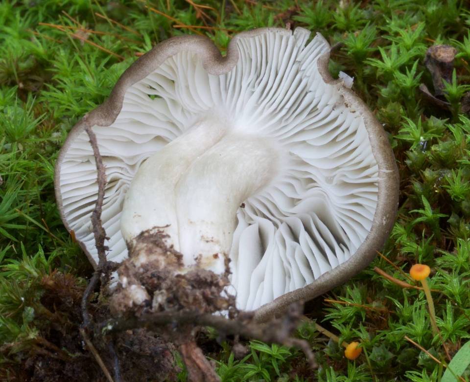 Megacollybia rodmani image