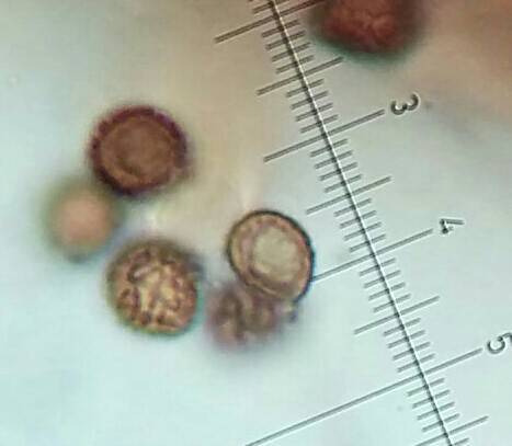 Strobilomyces seminudus image
