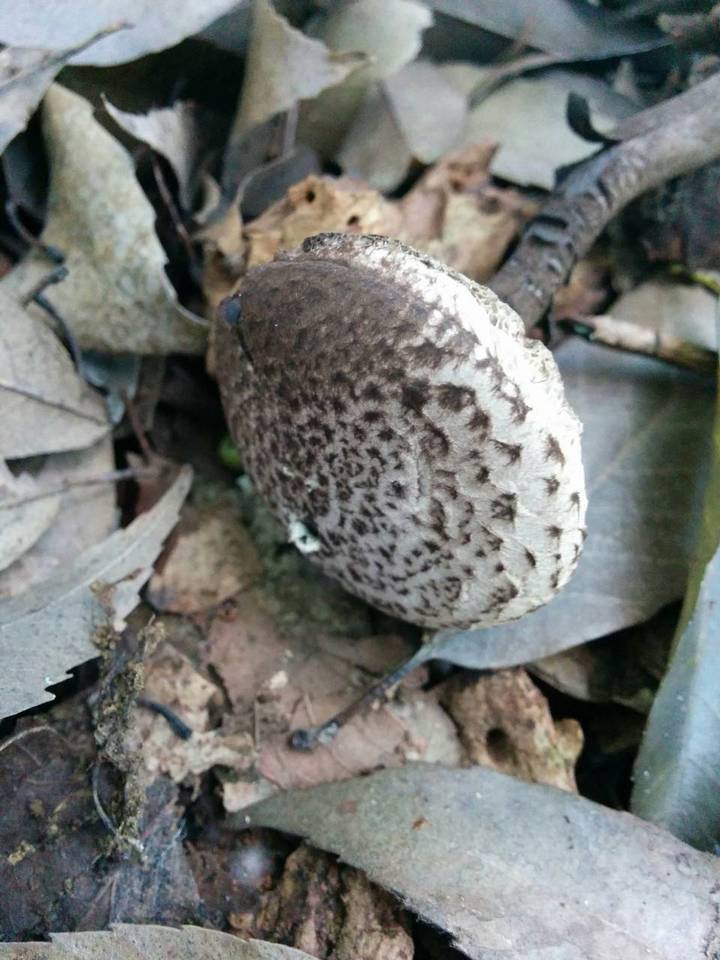 Strobilomyces seminudus image