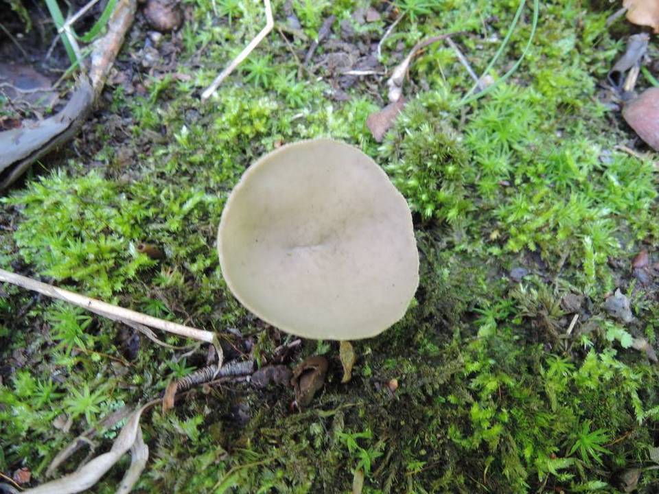 Helvella brevis image