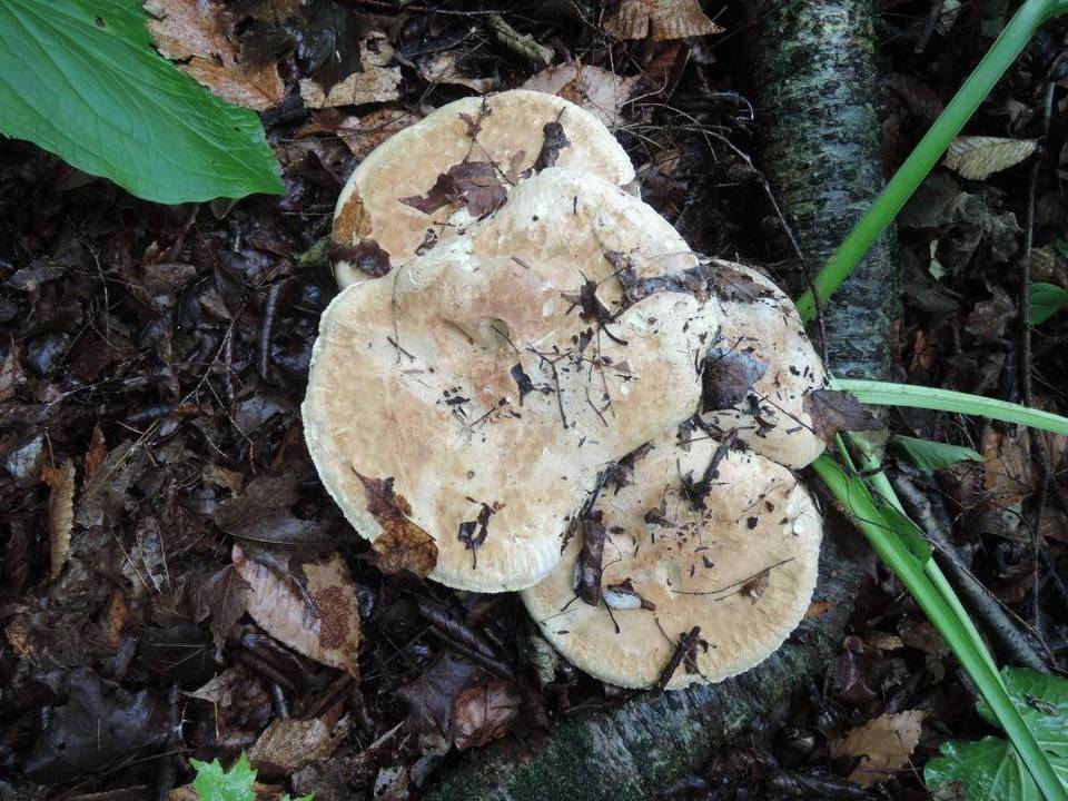 Leucopaxillus compactus image