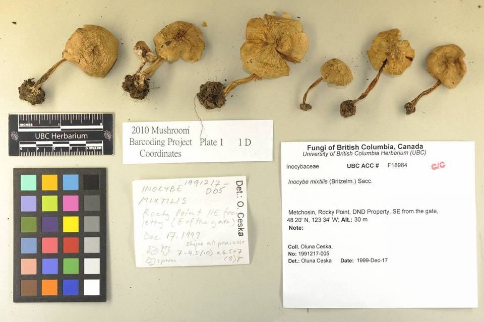 Inocybe mixtilis image