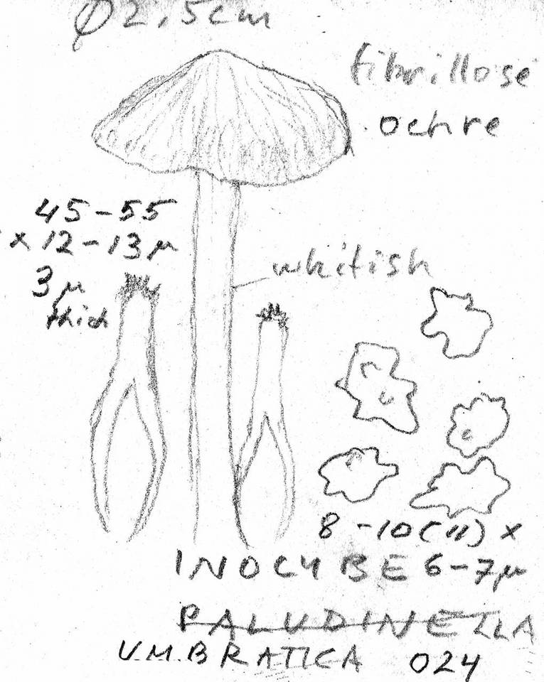 Inocybe mixtilis image
